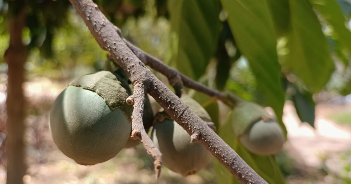 Adjuntos En La Nota Bosque De Alimentos Botanico Culiacan