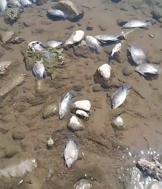 Adjuntos En La Nota Peces Muertos San Ignacio 4 Revista Espejo