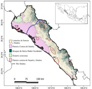¿Cuáles son las plantas más comunes en Culiacán? | Revista Espejo