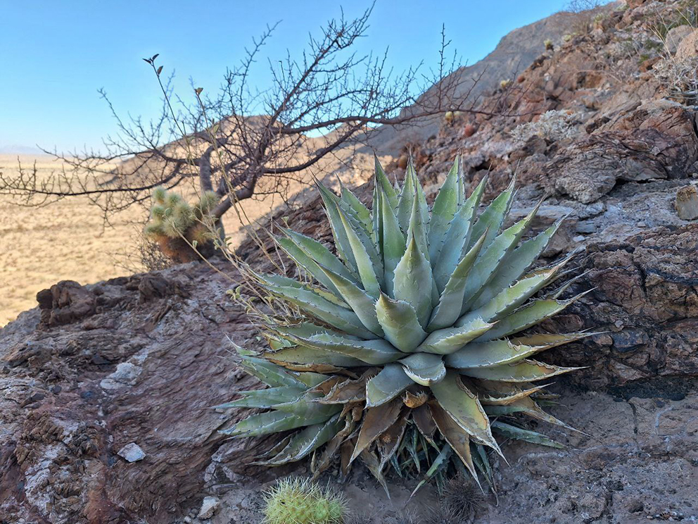 En el Ejido El Bajío se puede observar otra parte de la belleza natural que ofrece el desierto. Fotografía: Kau Sirenio
