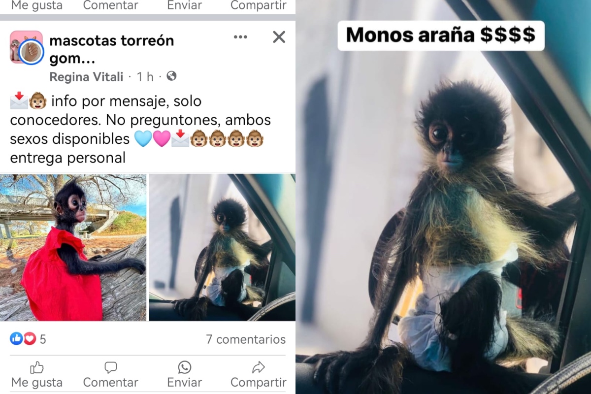 Alerta por tráfico ilegal de Monos Araña en redes sociales
