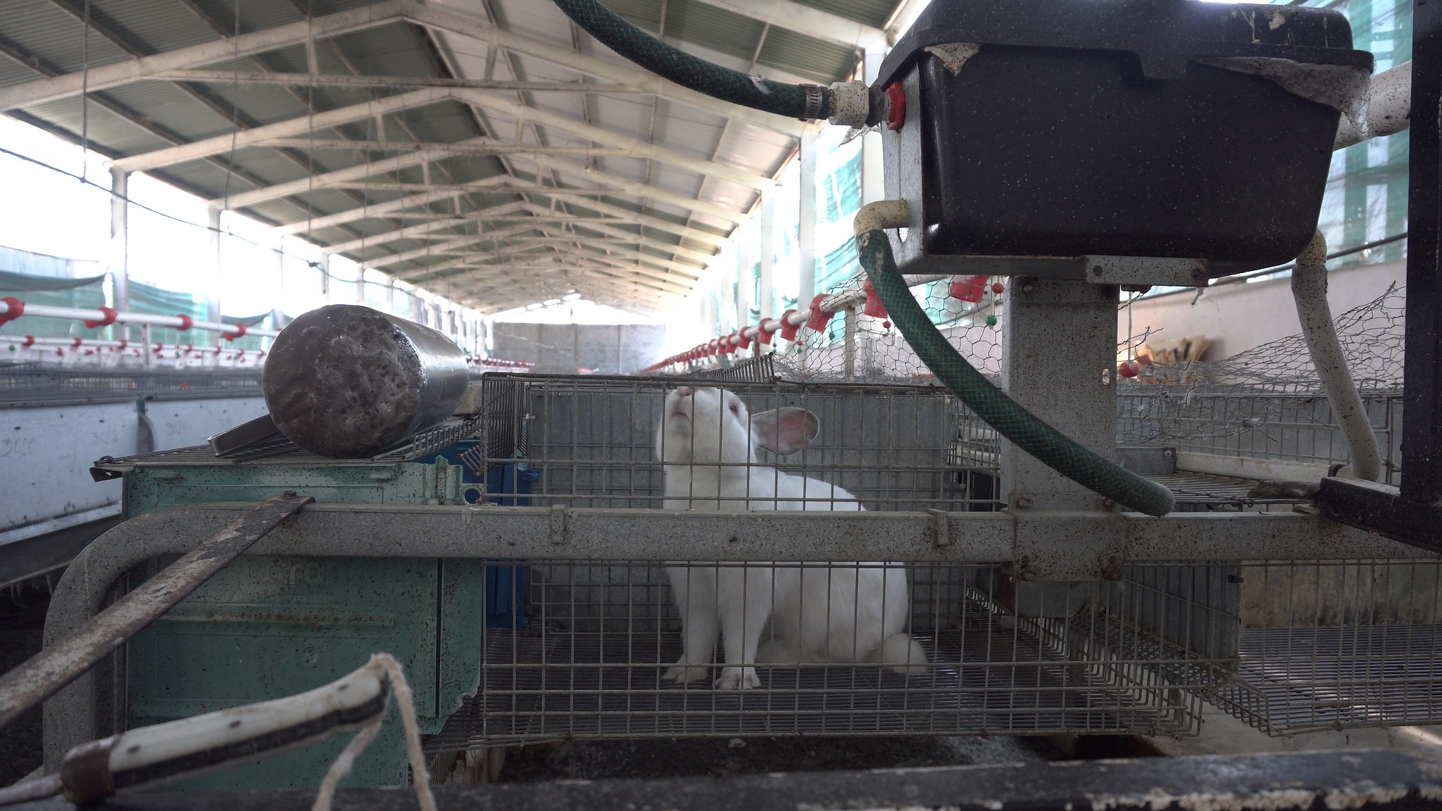 La investigación “Carne de conejo: ¿A qué sabe la crueldad?” realizada por la organización Igualdad Nacional denuncia los actos crueles a los que son sometidos los conejos. Fotografía: Igualdad Animal