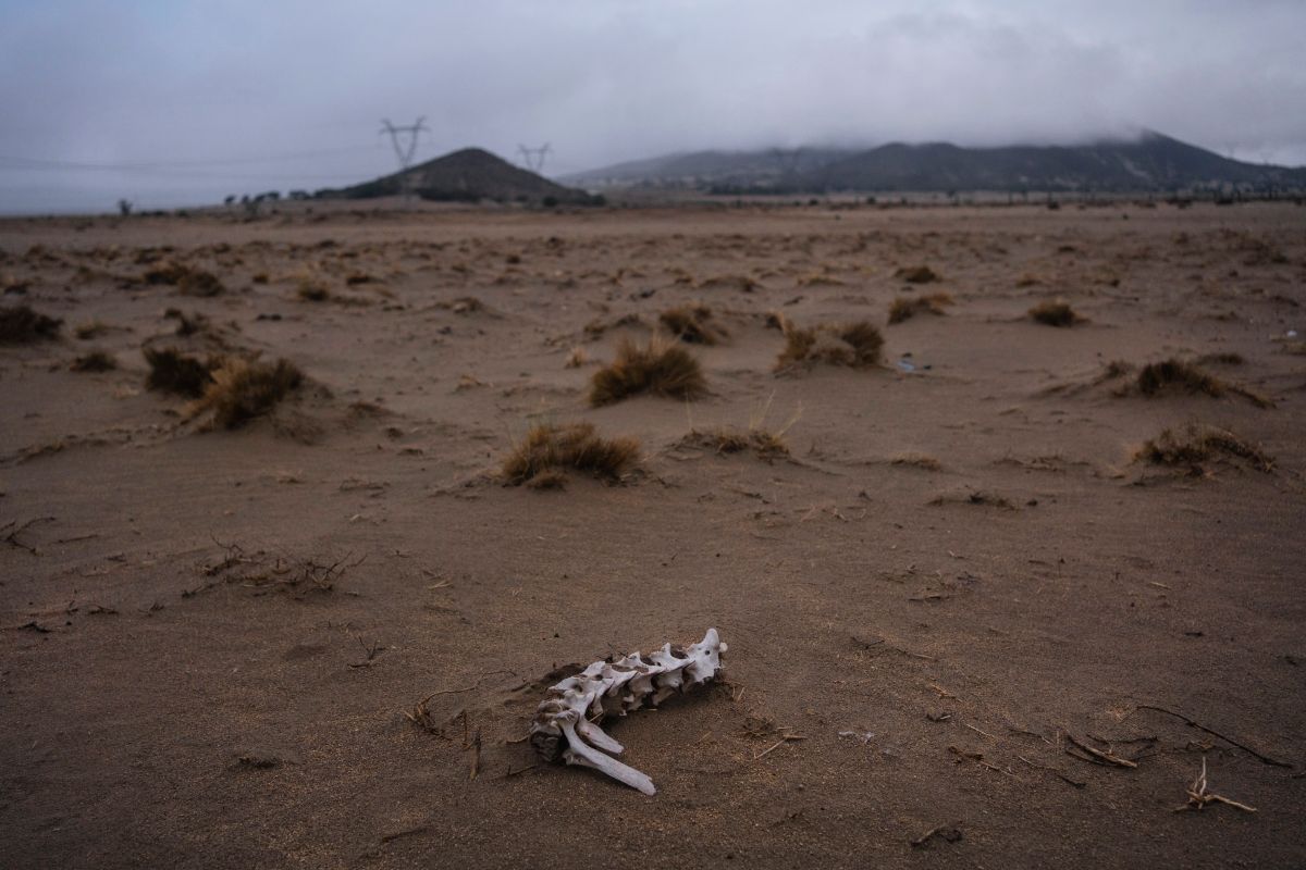 Restos de la columna vertebral de un animal de campo se observa en los áridos ranchos de Tototla, en el municipio de Perote, Veracruz. Foto: Félix Márquez