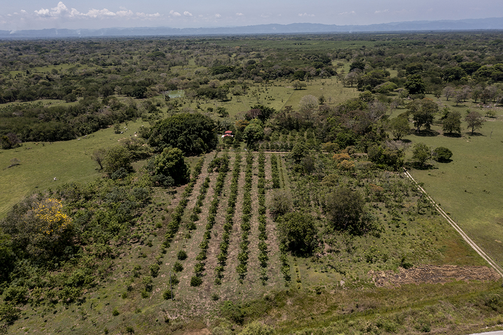 Sembrando Vida, Chiapas, Mujeres