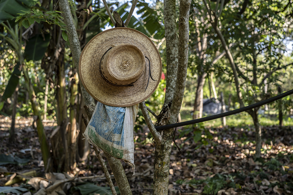 Sembrando Vida, Chiapas, Mujeres