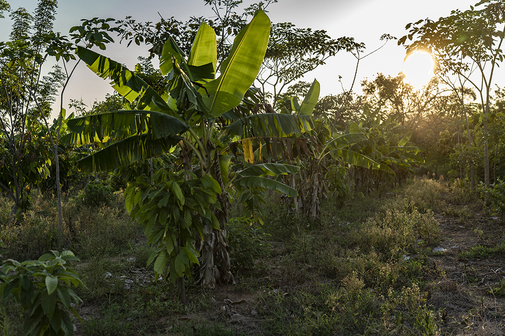 Sembrando Vida, Chiapas, Mujeres