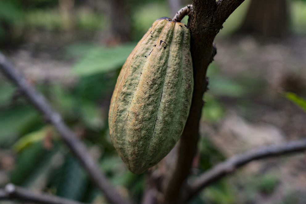 Sembrando Vida, Chiapas, Mujeres