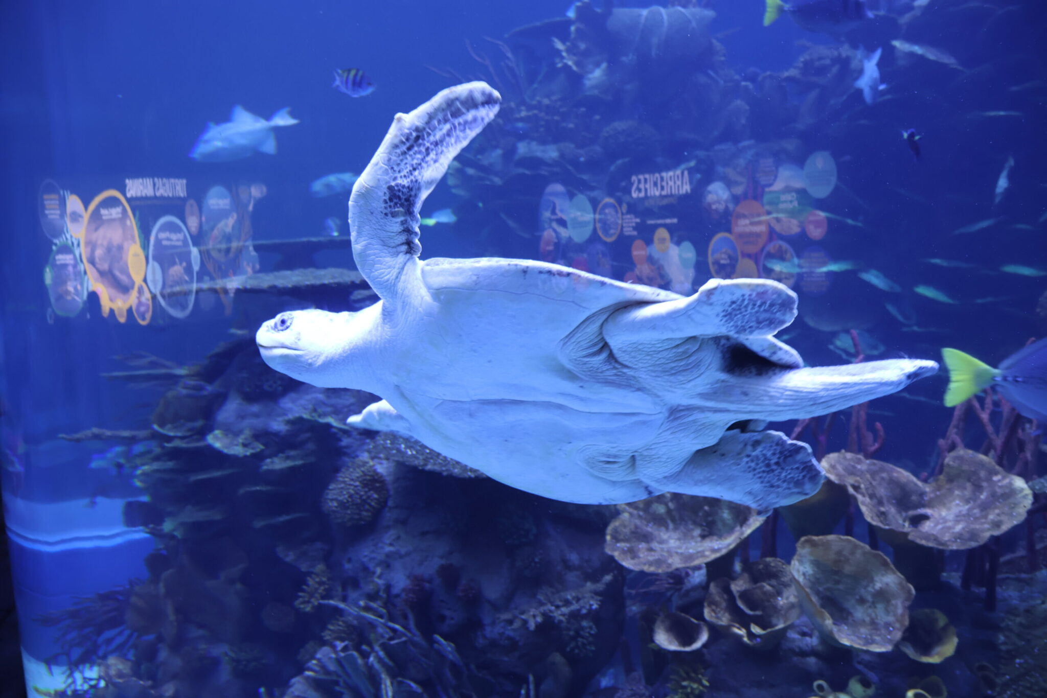 Recorrido Acuario Mazatlan julio 2024 - Las tortugas marinas en el acuario son todas ejemplares rescatados (3)
