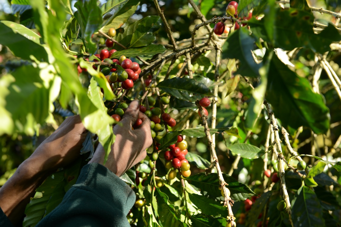 Sellos, Alimentos, América Latina