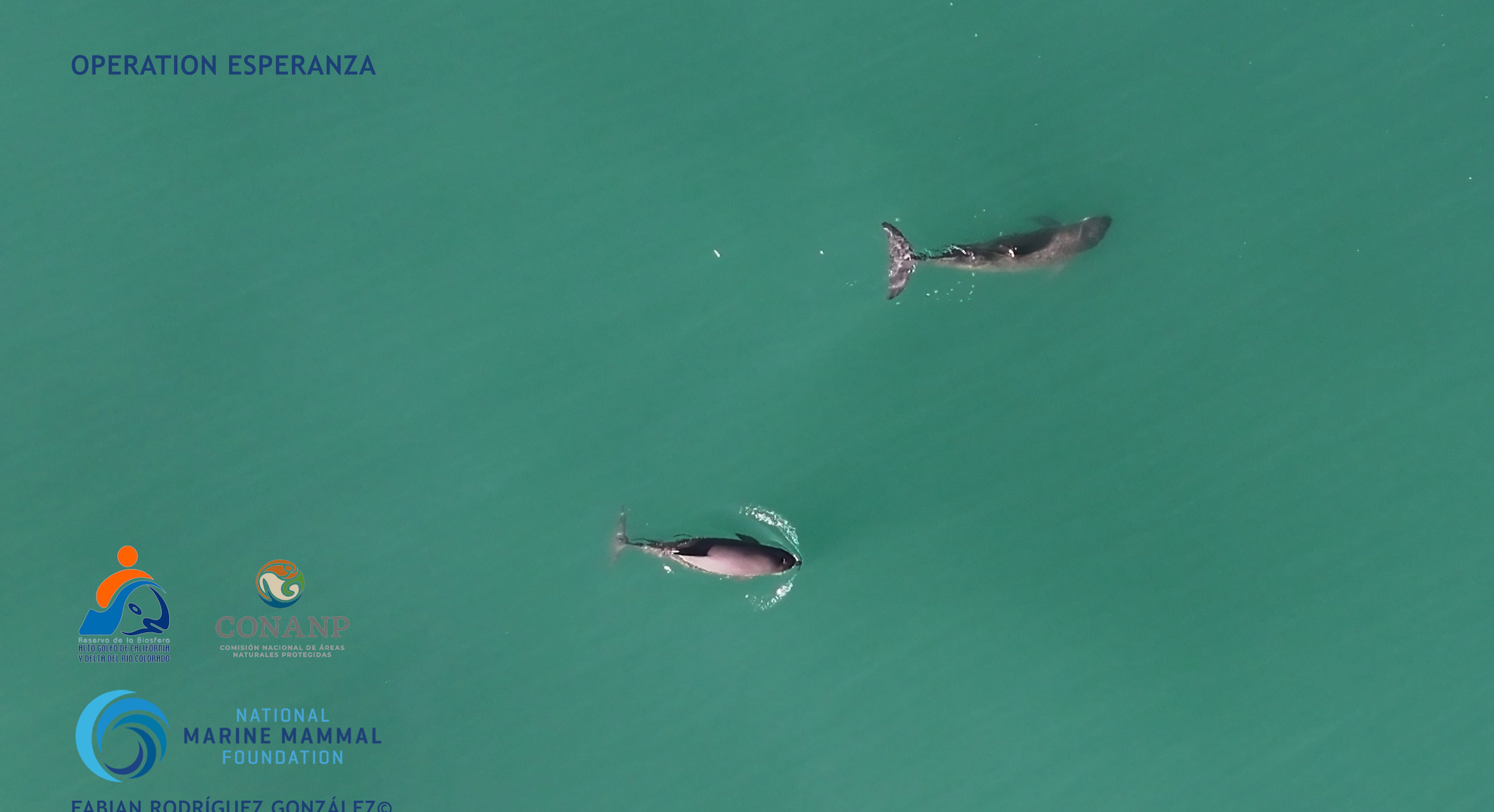 Fabián Rodríguez, Vaquita Marina, Golfo de California