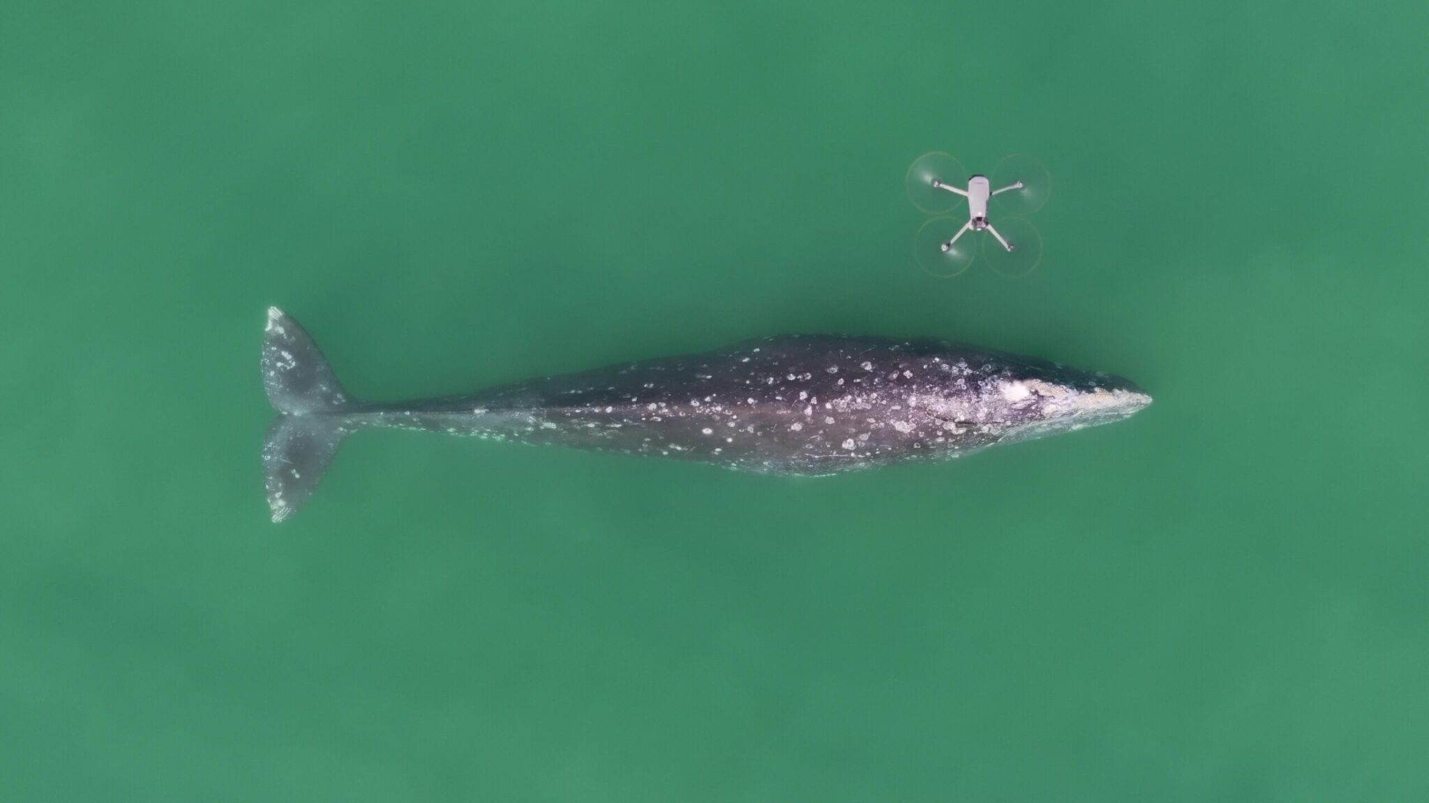 Fabián Rodríguez, Vaquita Marina, Golfo de California
