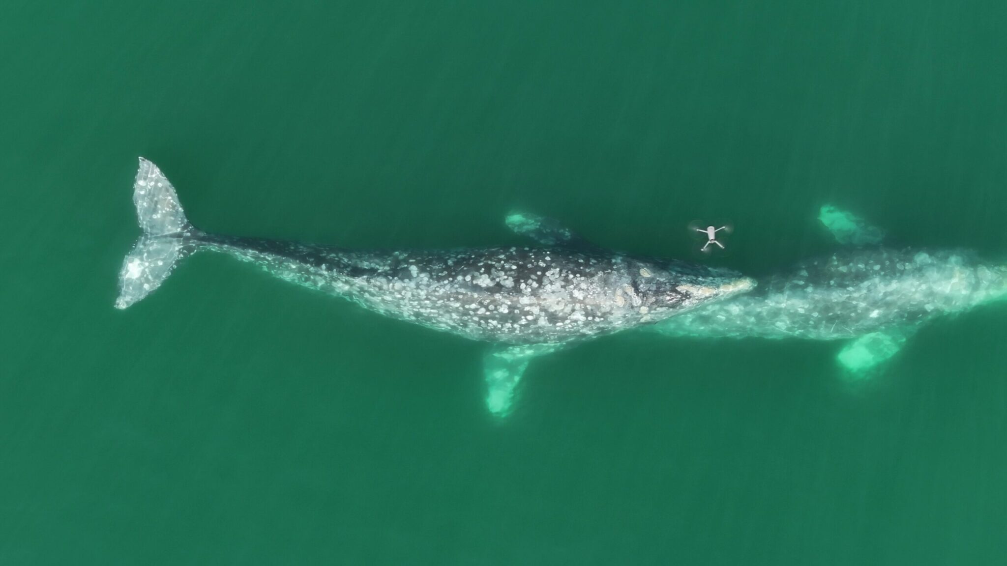 Fabián Rodríguez, Vaquita Marina, Golfo de California
