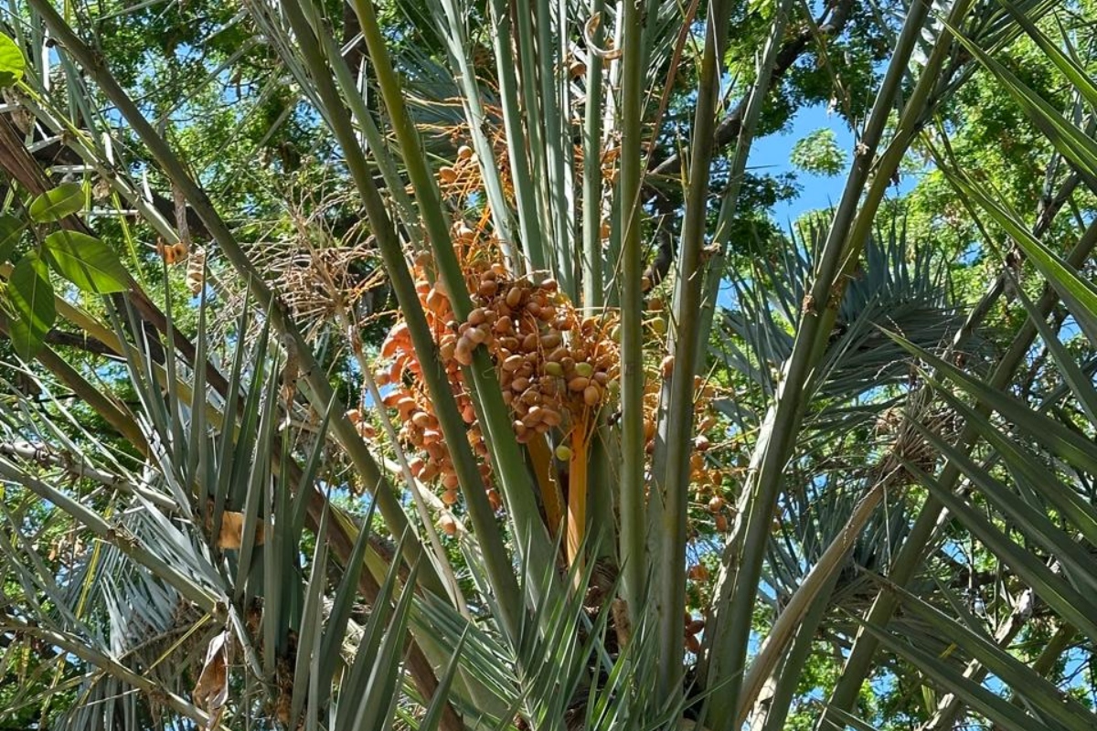 Jardín Botánico Culiacán
