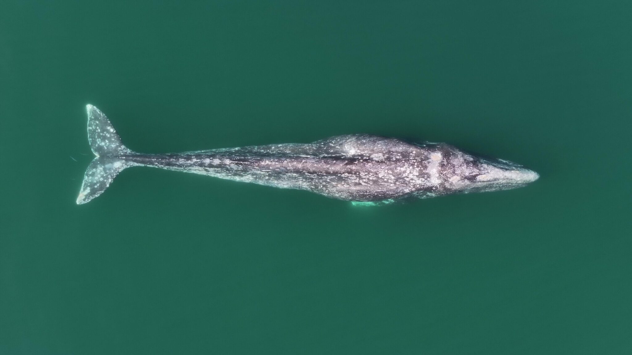 Fabián Rodríguez, Vaquita Marina, Golfo de California