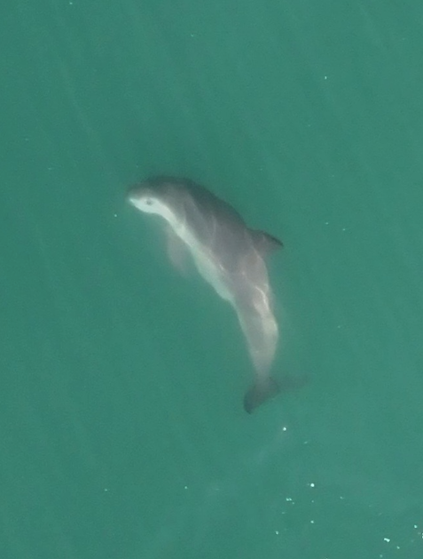 Fabián Rodríguez, Vaquita Marina, Golfo de California
