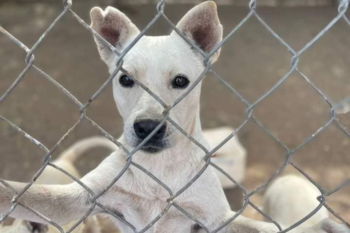animales-fundacion-necesitan-comida