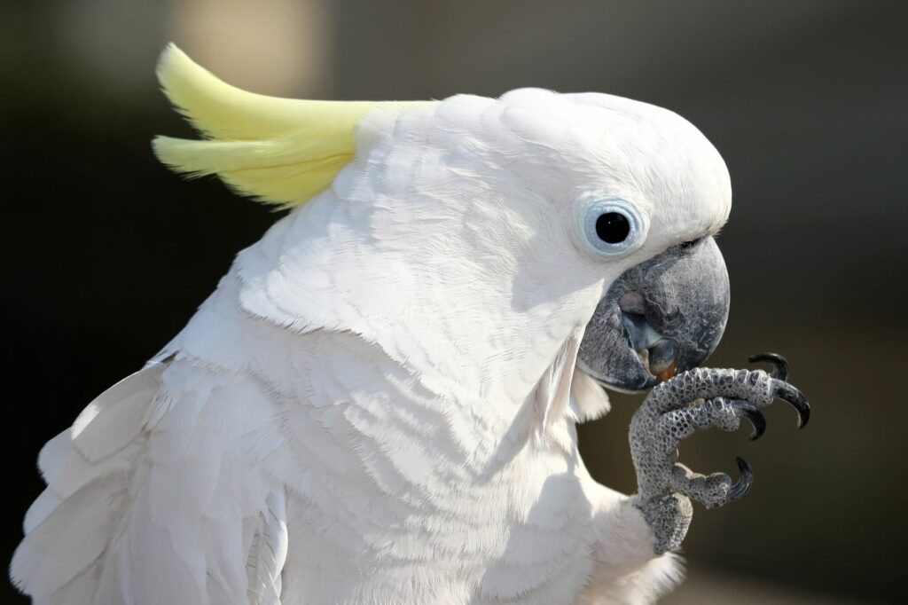 cacatua-ua