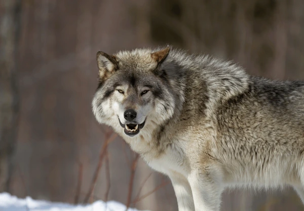 lobo-canadiense