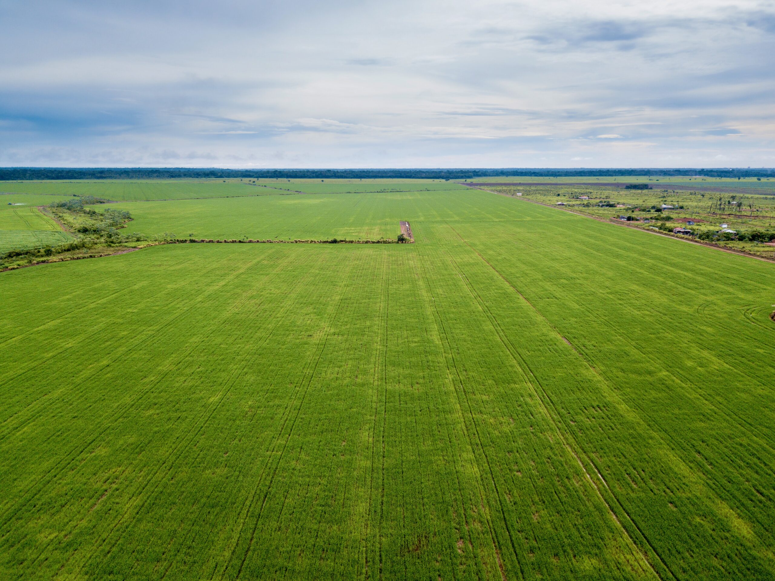 Vista aérea con dron de una gran plantación de soja en una zona de cultivo de soja y deforestación en la selva amazónica, Brasil