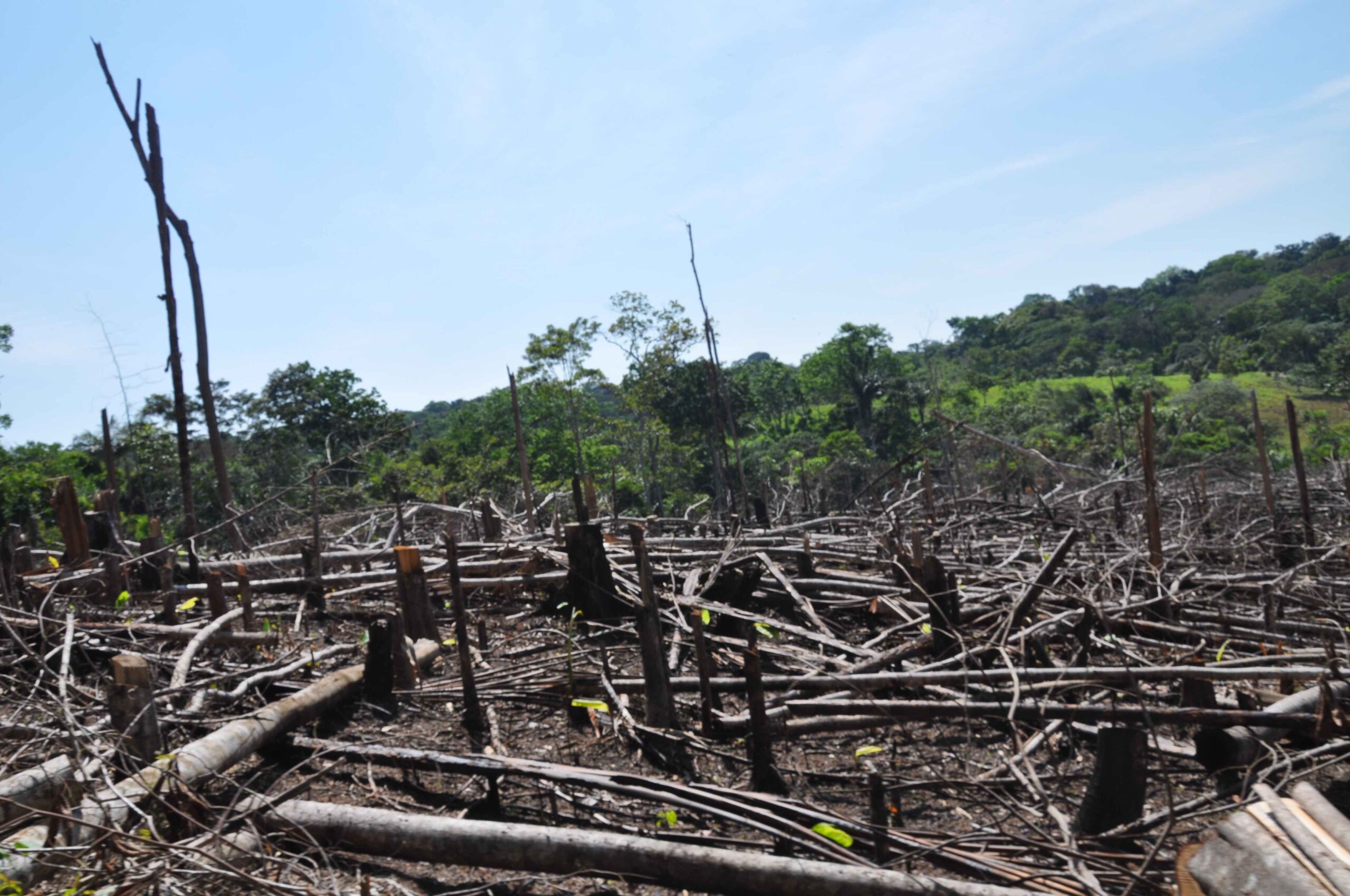 La ganadería, el acaparamiento de tierras, la construcción de vías, entre otros, son los principales motores de la deforestación