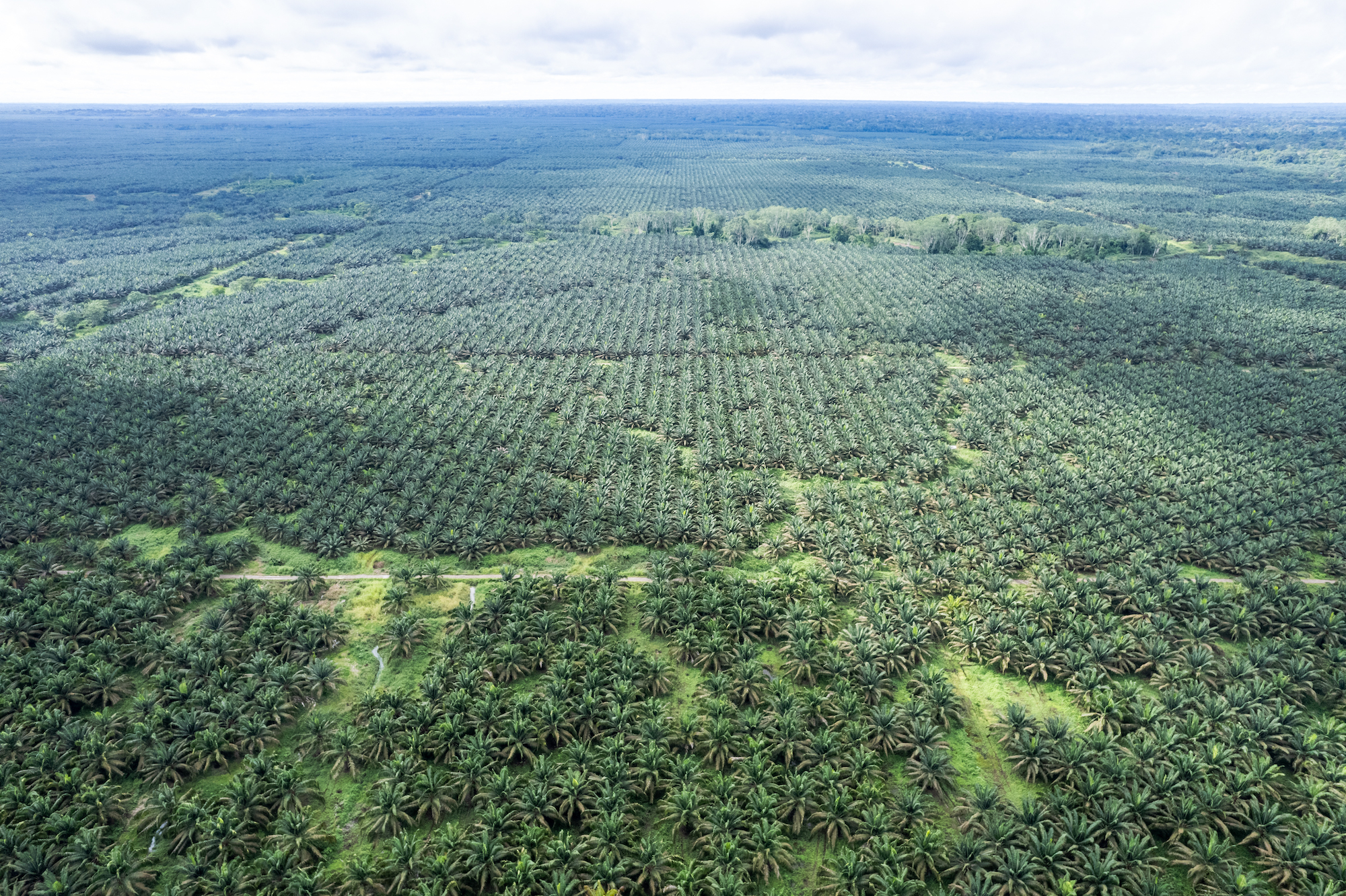 La palma aceitera y sus derivados es uno de los productos incluidos en la ley anti-deforestación