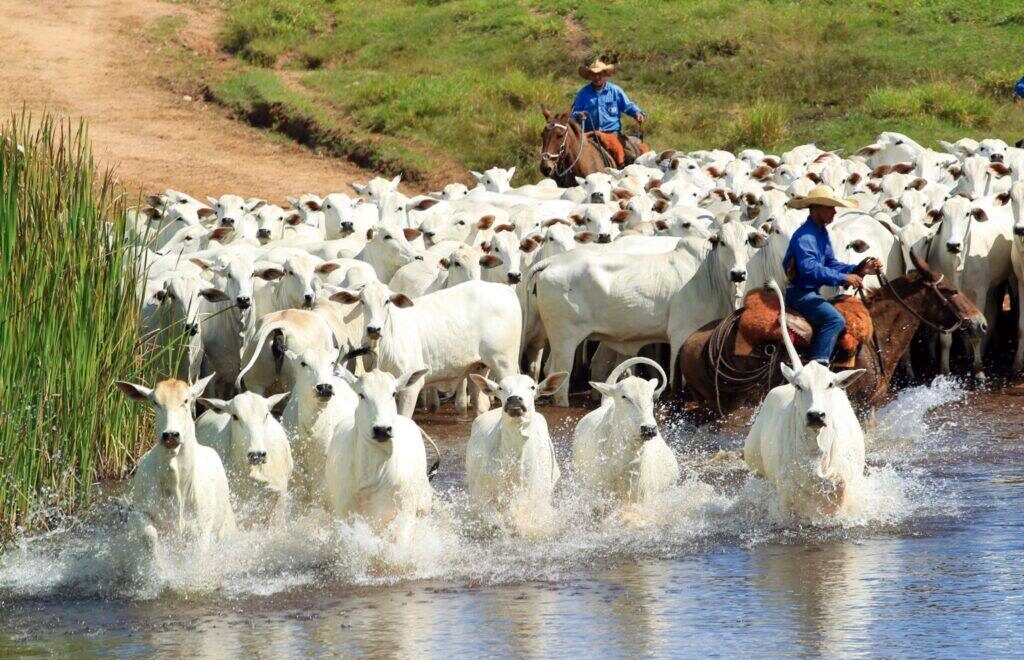 La carne proveniente del ganado vacuno es otro de los productos que se consideran en la ley anti-deforestación