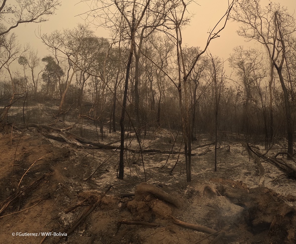 Los incendios en Bolivia de 2024 arrasaron con más de diez millones de hectáreas