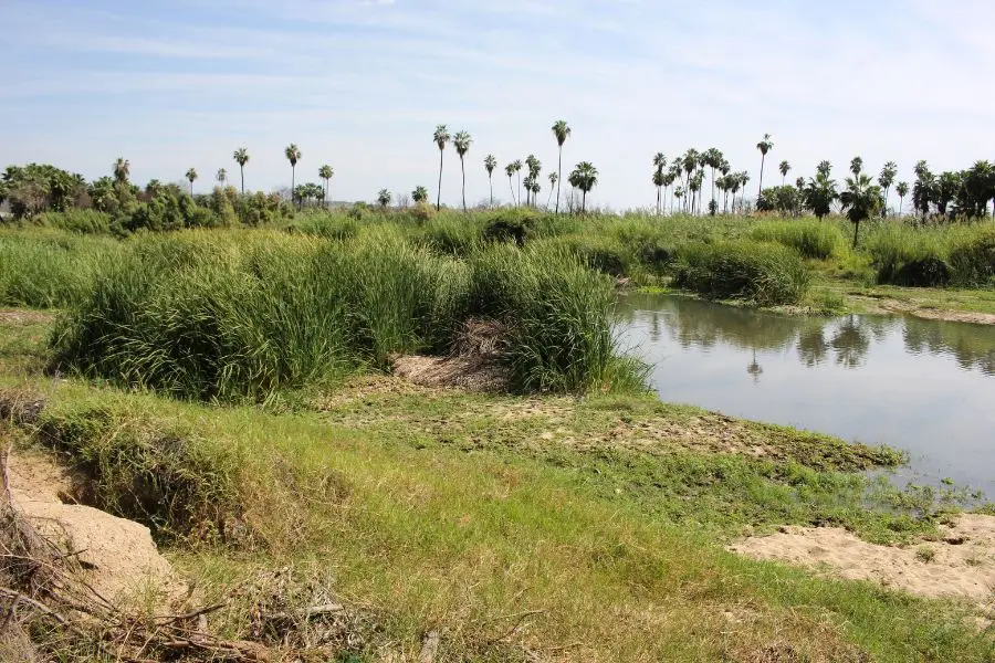 El carrizo le gana terreno al espejo de agua del estero y compacta el suelo.