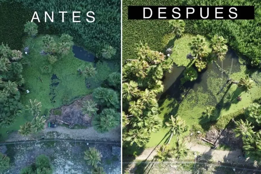 Fotografías comparativas antes y después de una jornada de limpieza manual de lirio acuático en el estero.