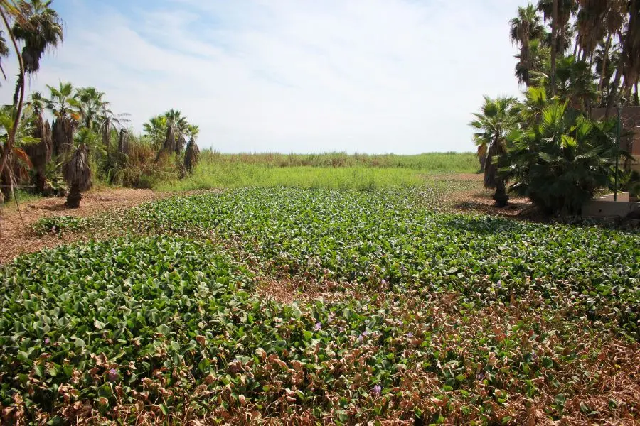 Lirio acuático, una especie invasora, cubriendo la superficie de la laguna conocida como estero de San José del Cabo.