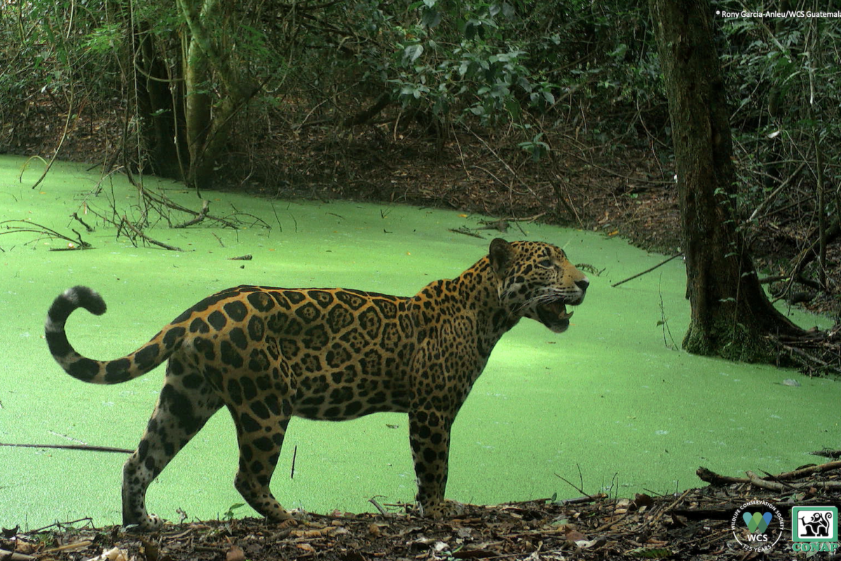 Jaguar