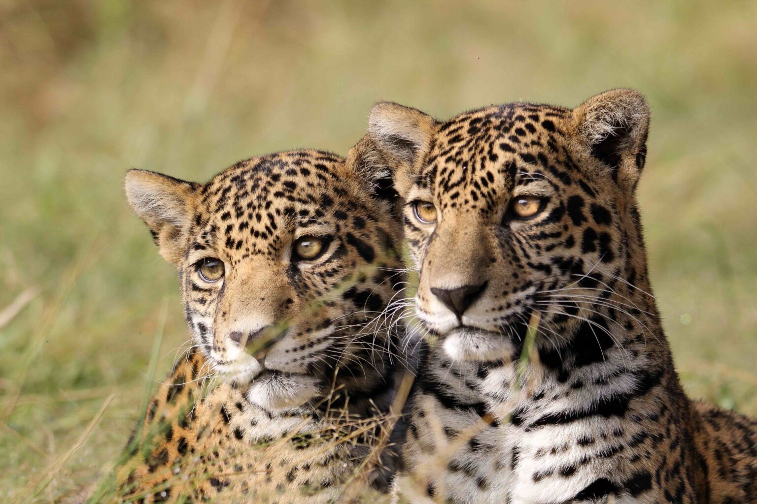 Jaguares