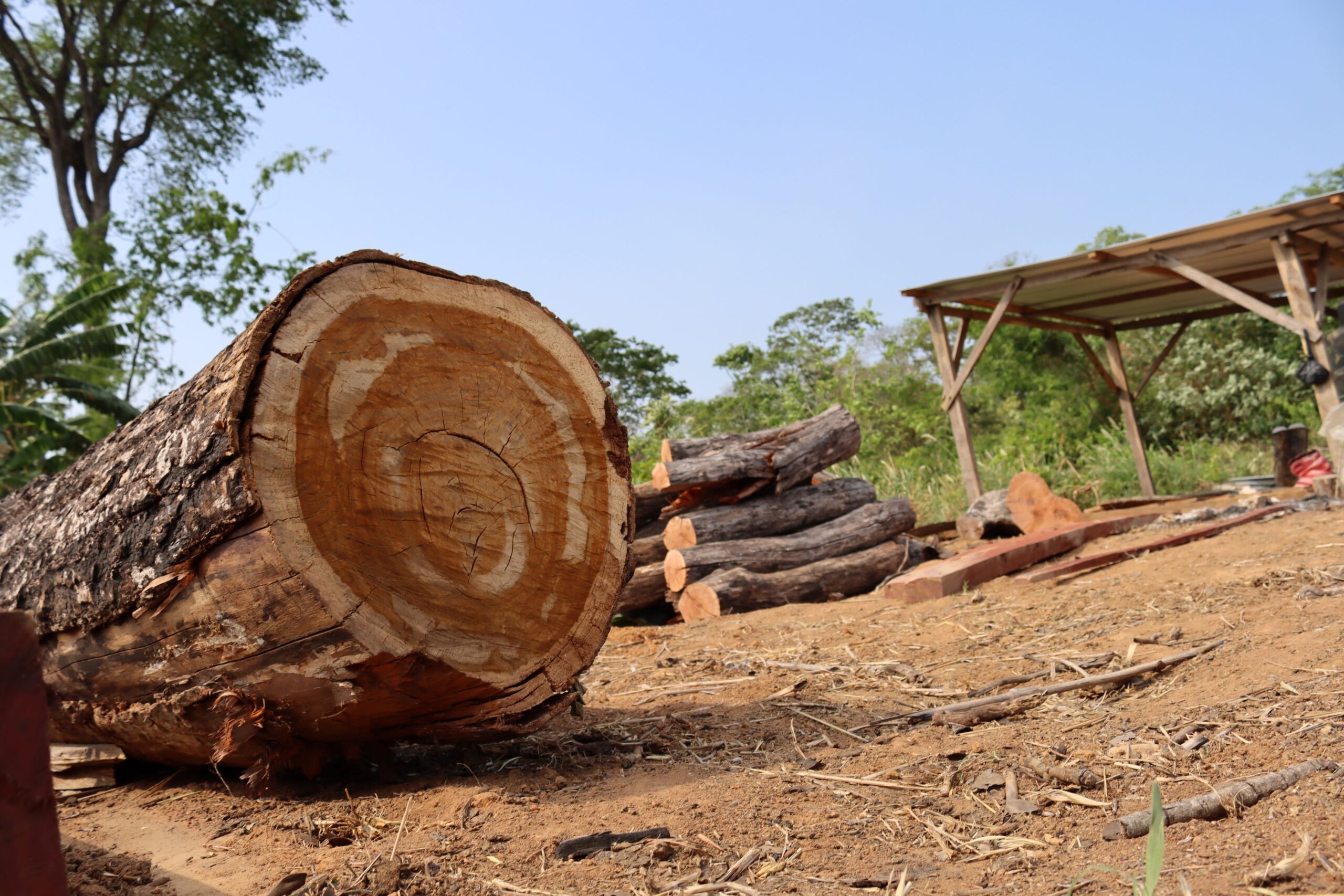 La madera también forma parte de la lista de materias primas que son parte de la ley deforestación cero