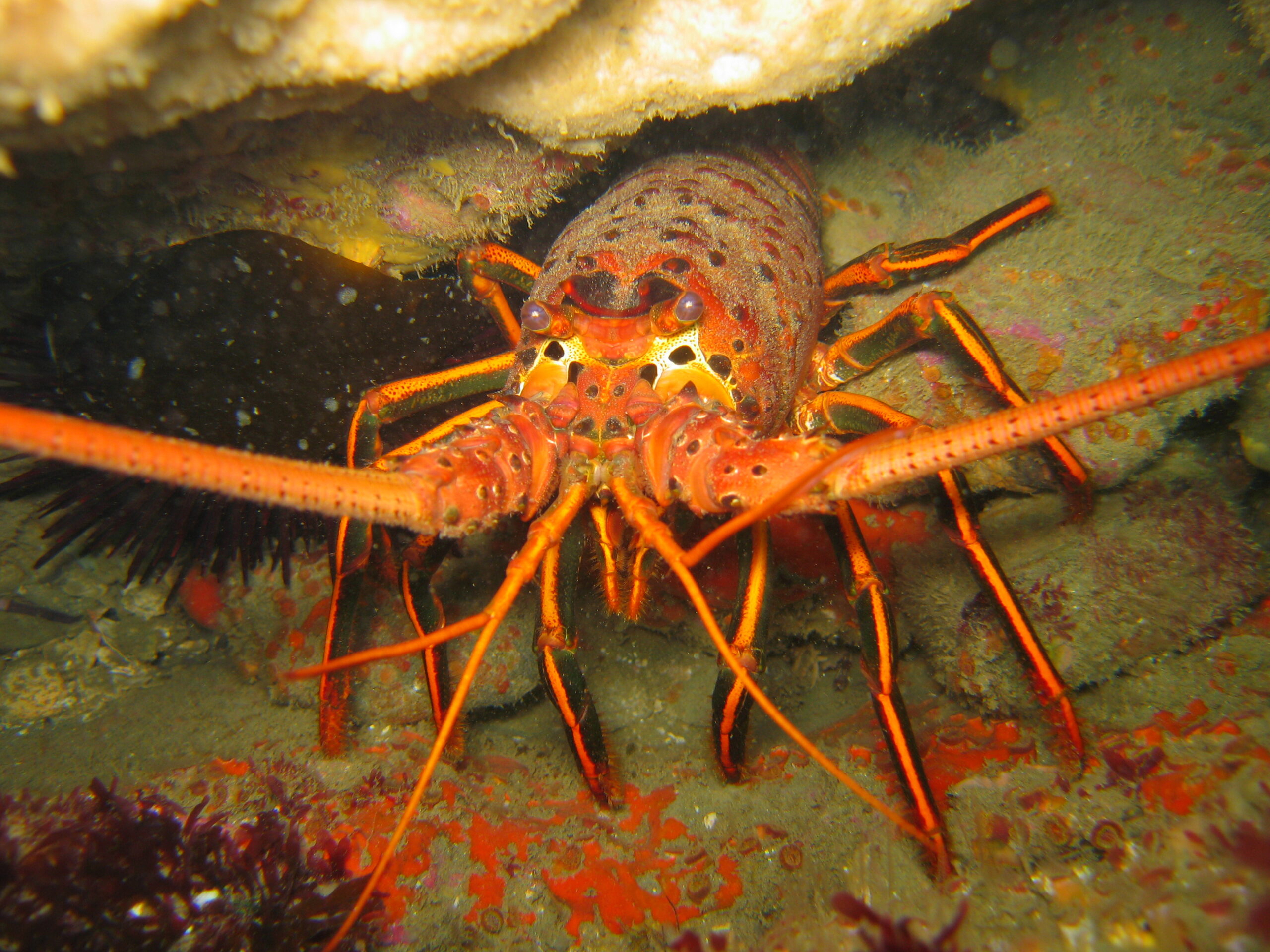 Pesquerías, Cambio climático, Baja California