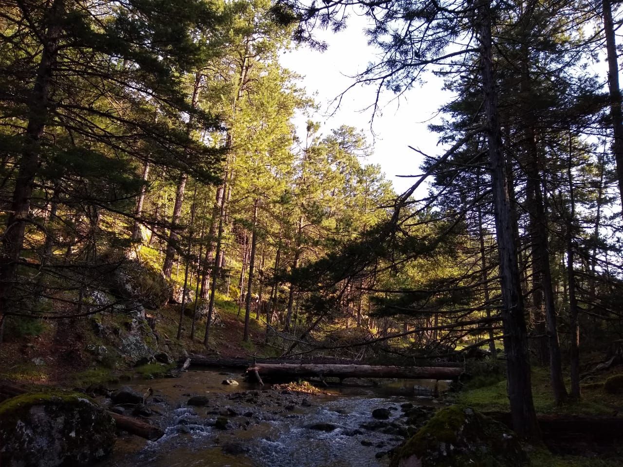 El manejo forestal sustentable con enfoque de paisaje permite que preservar el carácter de los bosques del noroeste de Durango como ecosistemas complejos de recursos hídricos, flora y fauna. Foto: Cortesía UCDFI Topia, S.C.