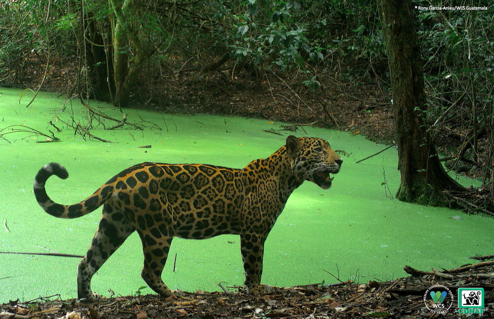 Jaguar captado en la Reserva de la Biosfera Maya, en Guatemala.