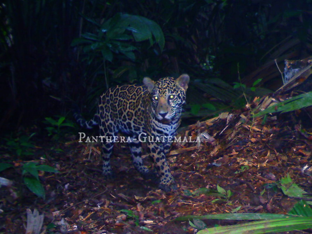 Jaguar captado en Izabal, Guatemala.