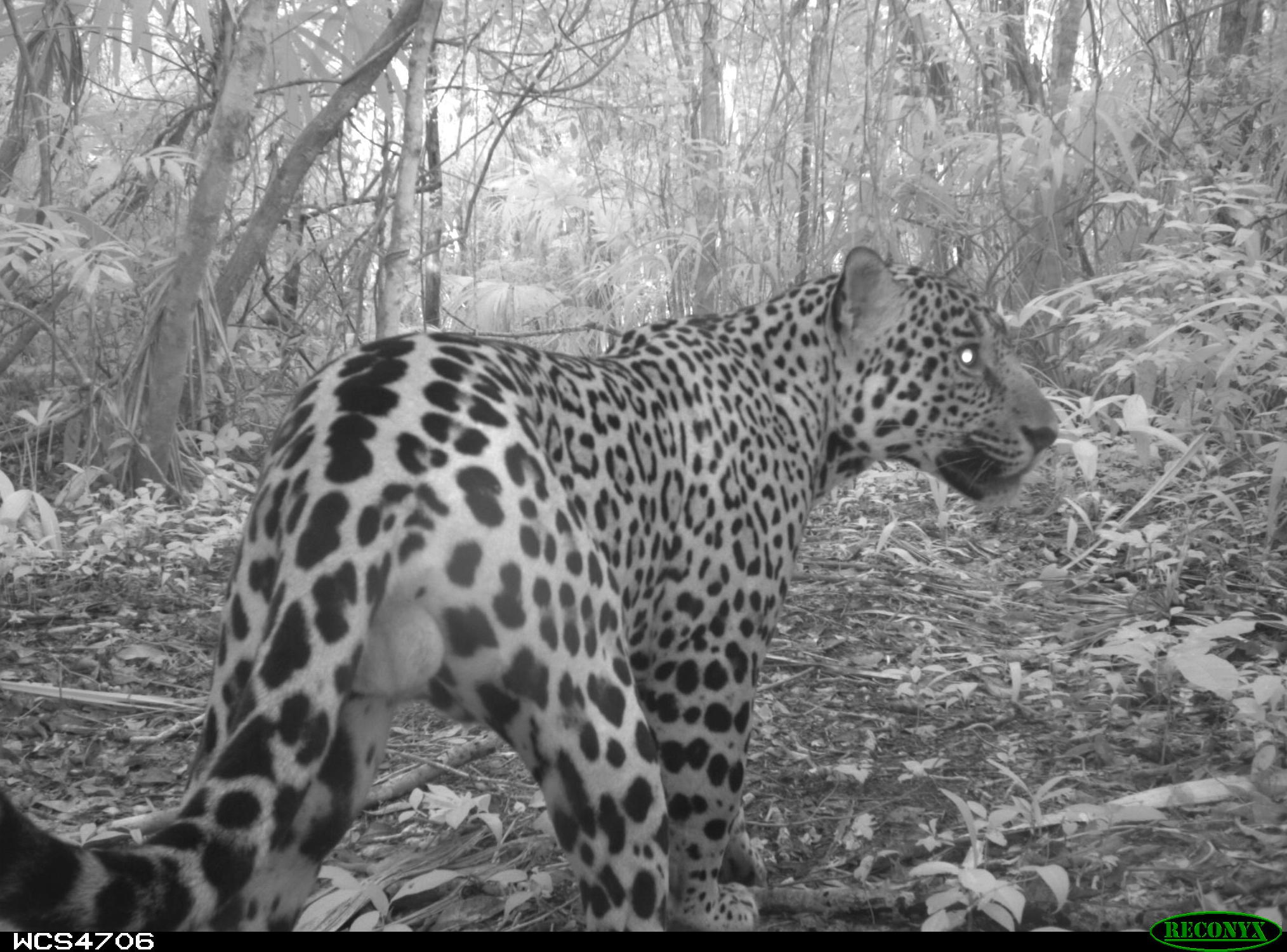 Jaguar captado en la Reserva de la Biosfera Maya, en Guatemala. Foto: WCS Guatemala