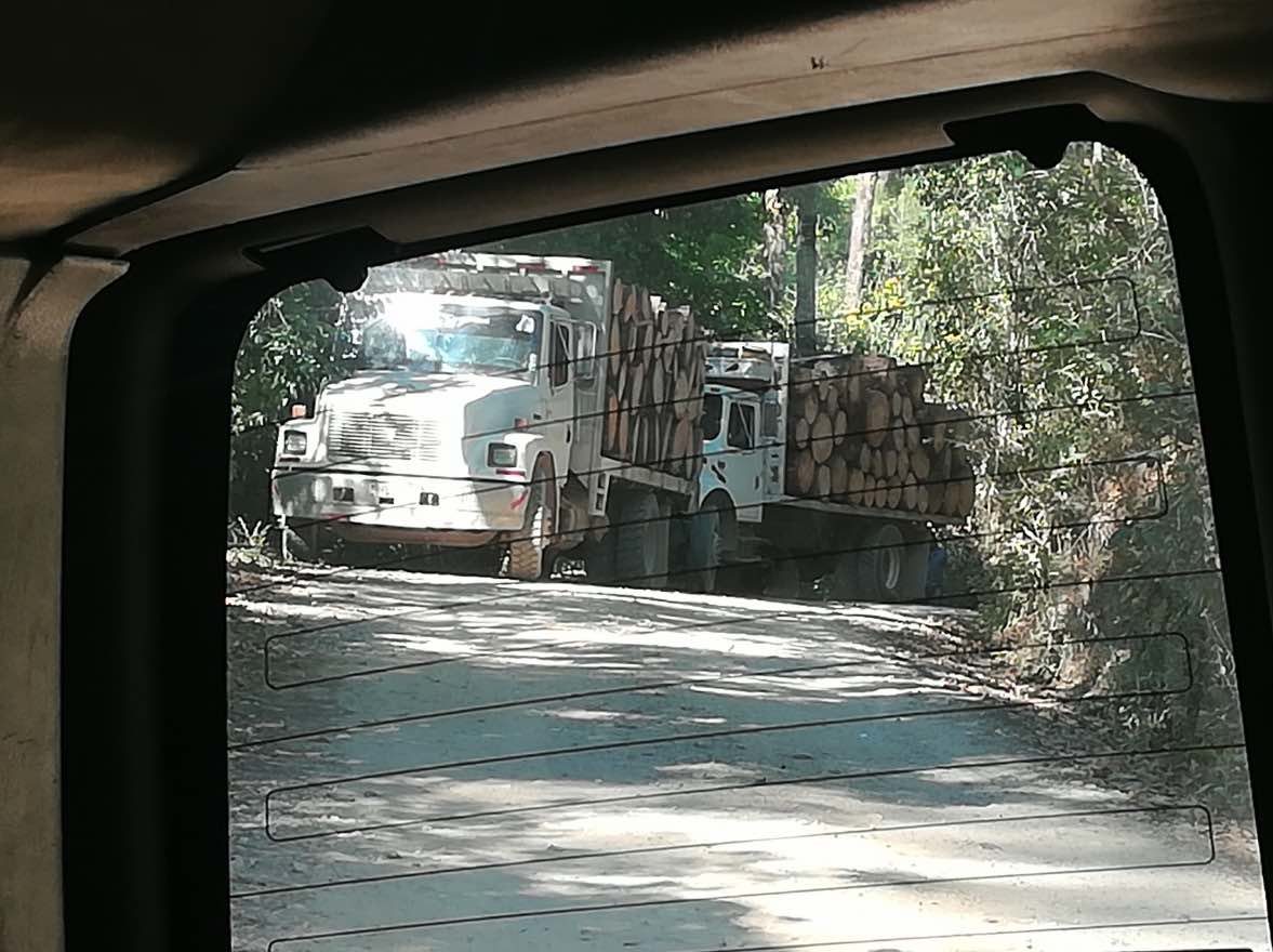 Aunque el bosque de maple o arce no es aprovechado por ser zona protegida, todas las florestas de pino y oyamel de su cuenca han sido fuertemente taladas bajo el patrocinio de grupos delictivos. Foto: Agustín del Castillo.