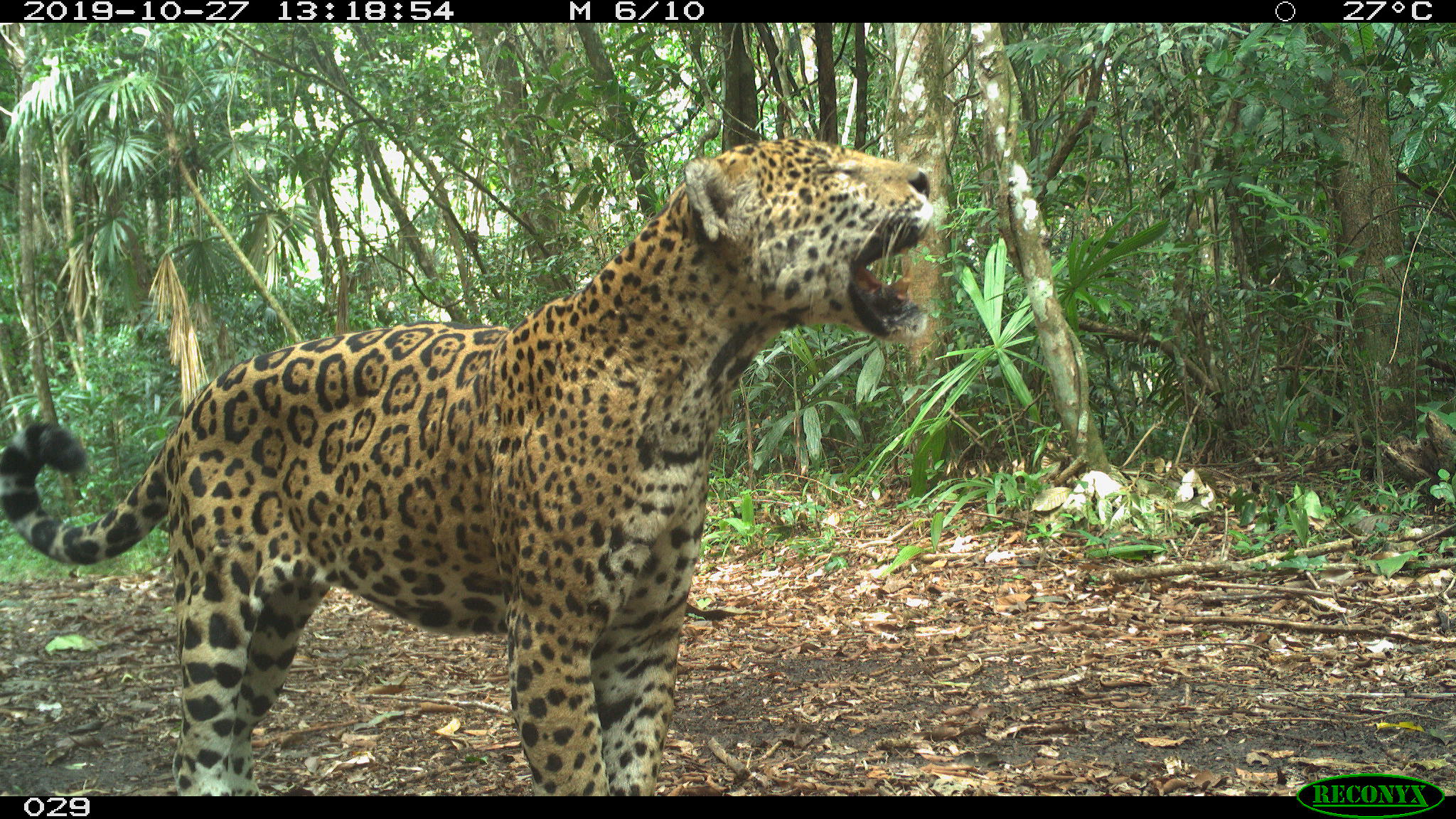 Jaguar captado en la Reserva de la Biosfera Maya, en Guatemala.