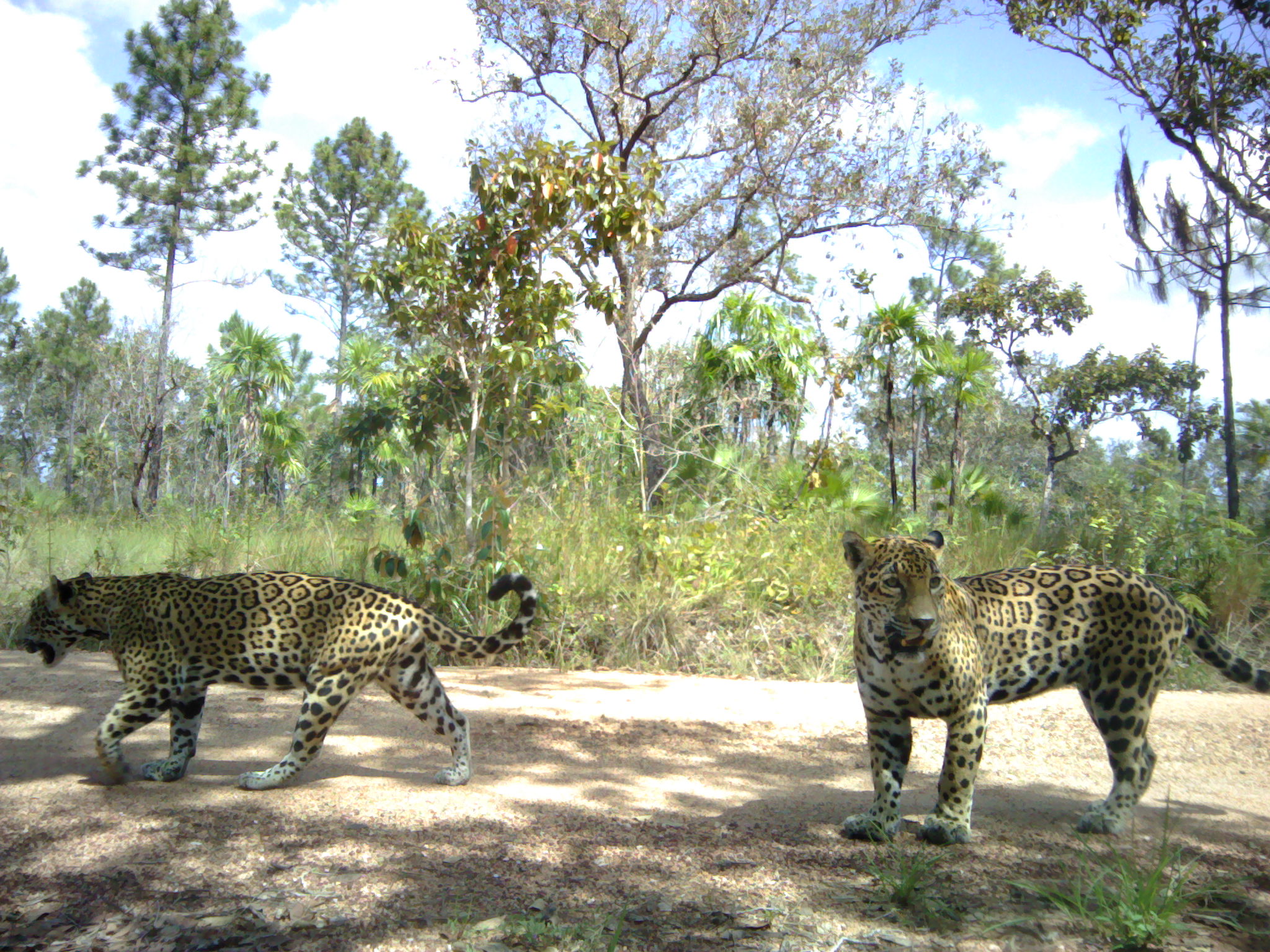 Jaguares captados en el Corredor de la Selva Maya, en Belice.
