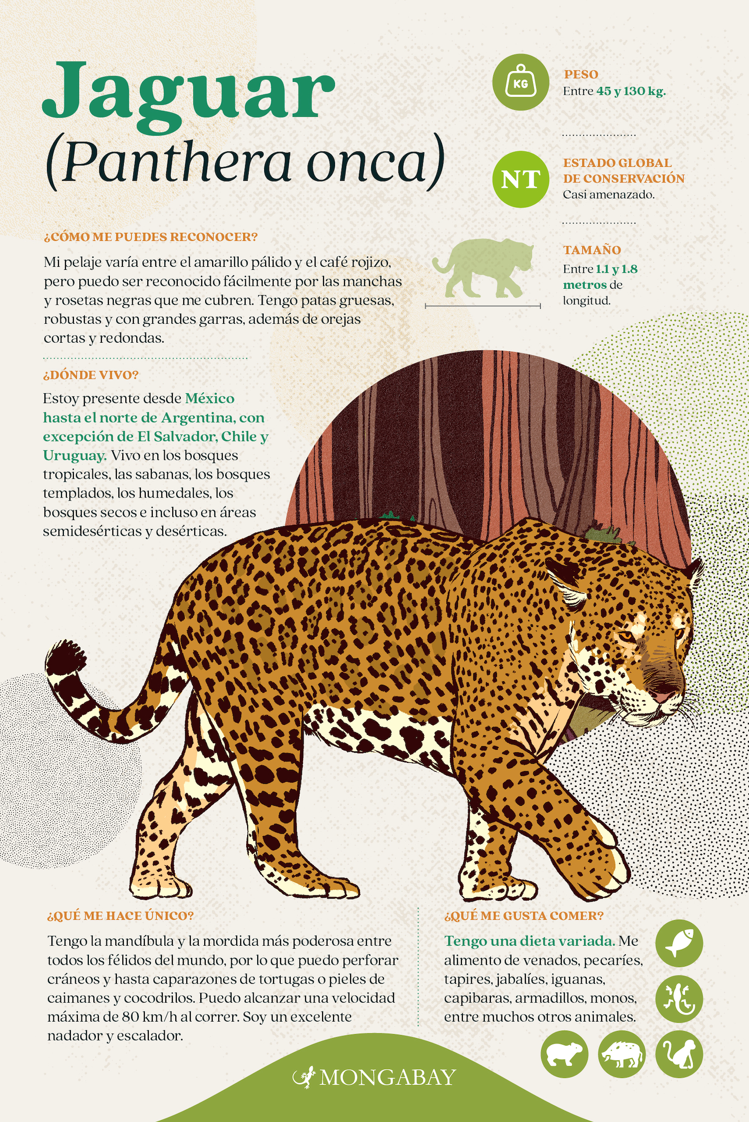Ilustración de Kevin Nieto para Mongabay Latam.