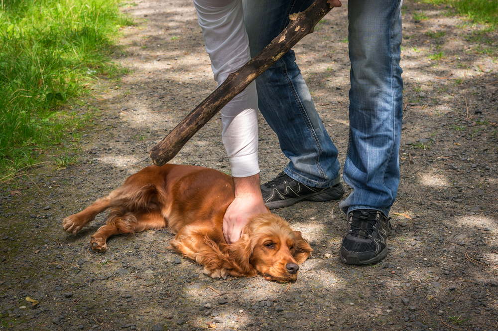 maltrato-animal-violencia