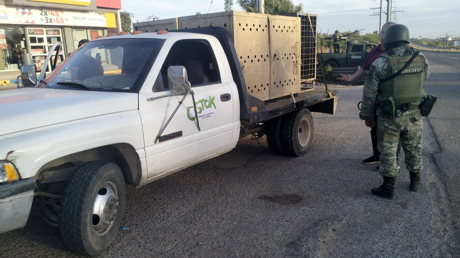 Rescate de tigre de bengala en Culiacán.