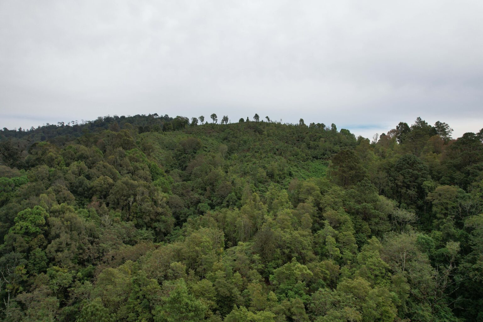 La nueva Reserva de la Biosfera Sierra Tecuani de 348.140 hectáreas (860.272 acres) en el estado mexicano de Guerrero. Imagen de Joaquín Núñez Medrano.