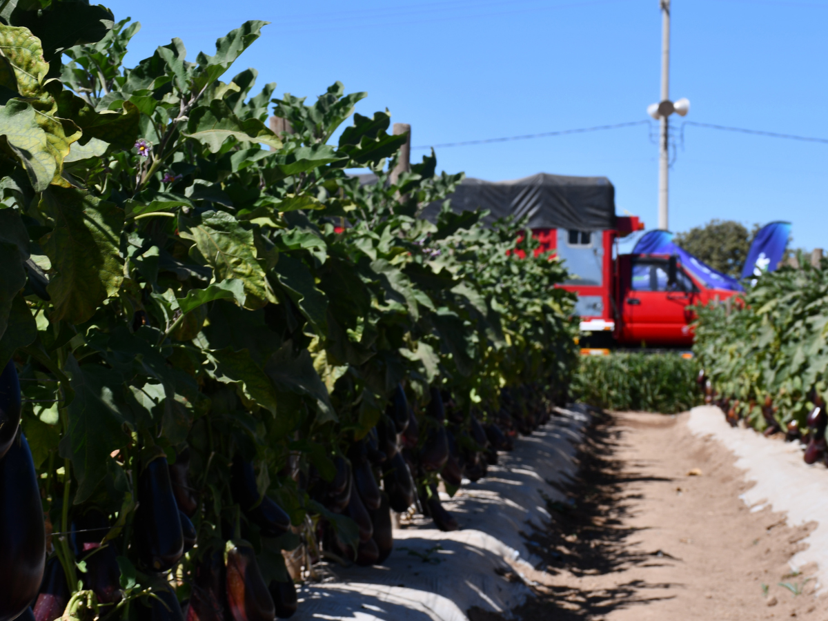 La CAADES, una de las instituciones agrícolas más importantes del país, enfrenta cuestionamientos sobre su liderazgo y conexión con los productores. Altagracia González advierte que la falta de acción y representación efectiva ha provocado el distanciamiento de los agricultores.