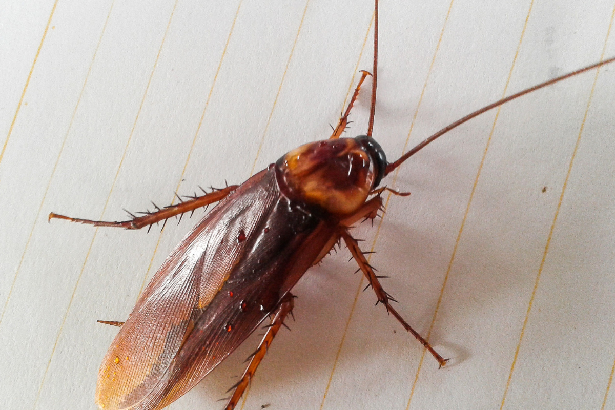 leche-cucaracha