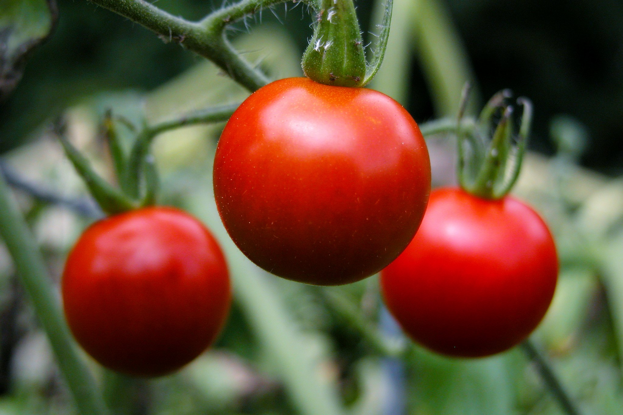 tomate