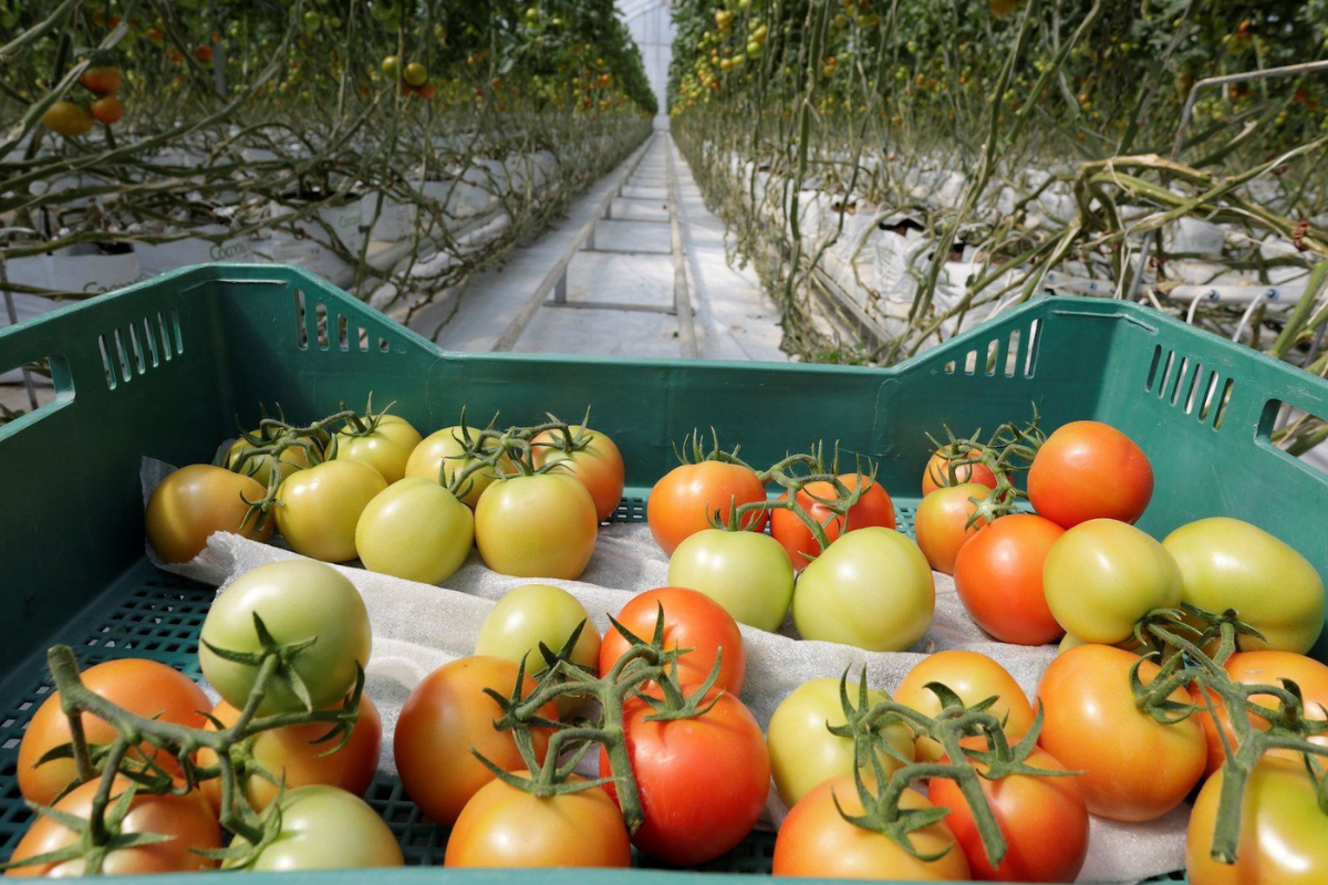 Sinaloa lidera en exportación de tomate, pero productores como Georgius Gotsis piden mayor inversión en marketing para crecer el mercado en EE.UU.