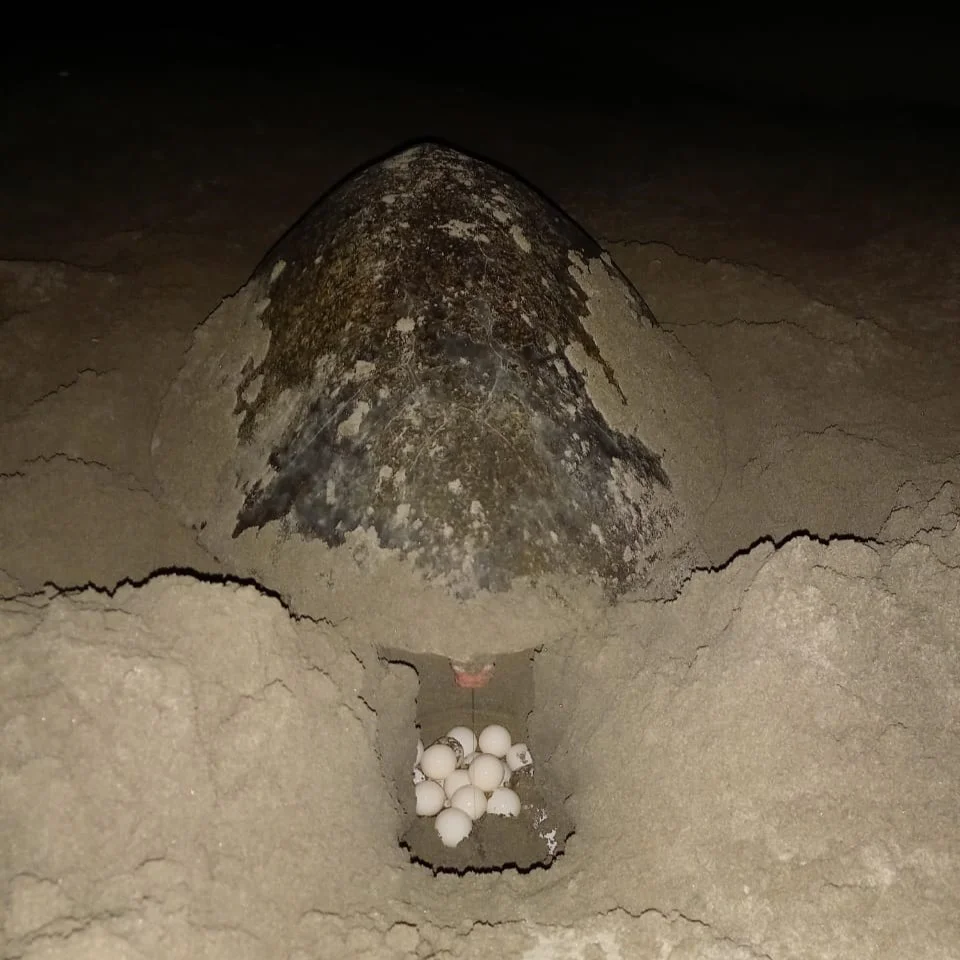 anidacion de tortugas elota ceuta ingmar sosa biologia UAS (3)